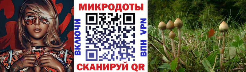 купить  сайты  Узловая  Галлюциногенные грибы прущие грибы 