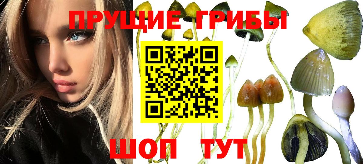 Псилоцибиновые грибы прущие грибы Узловая